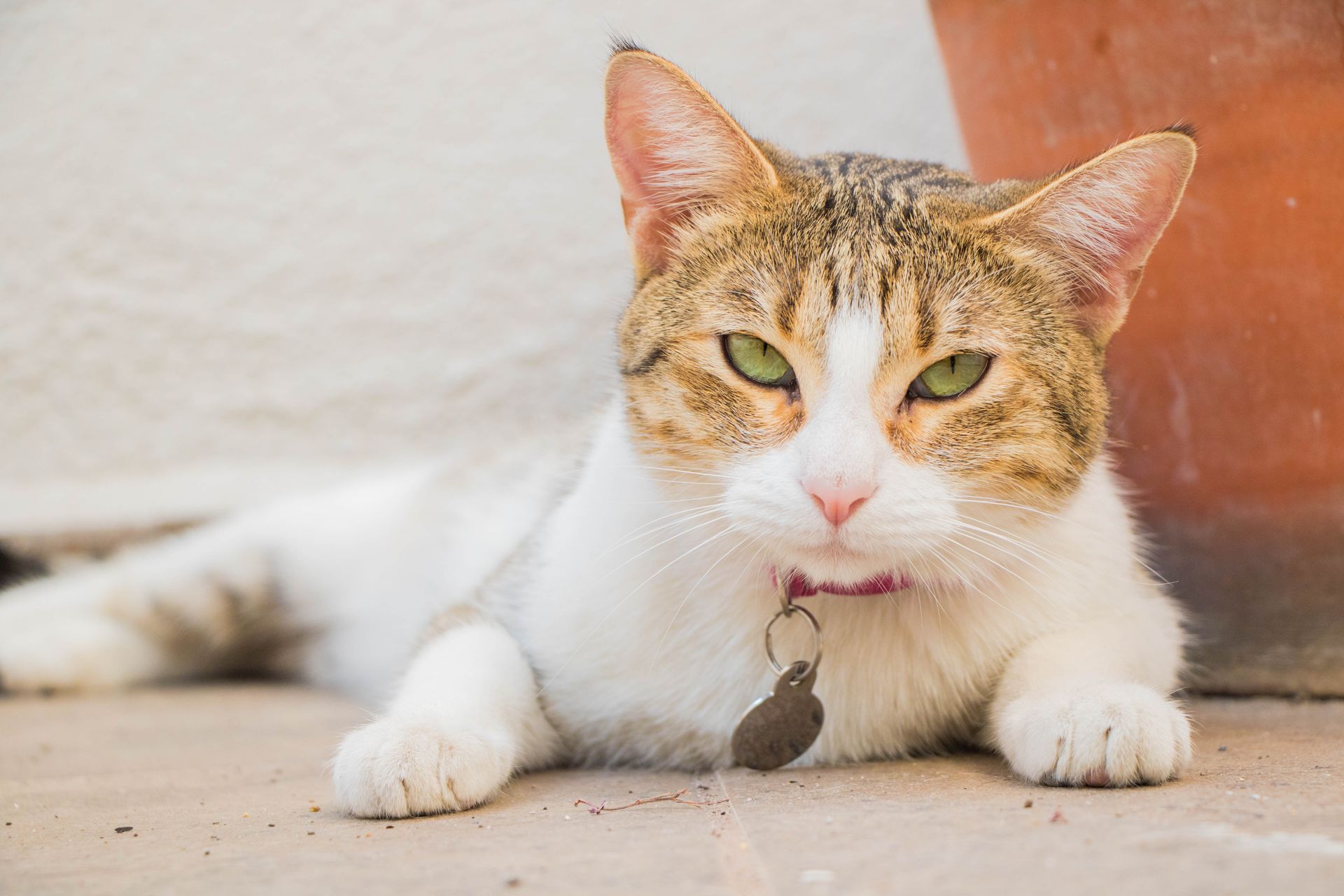 Close-Up Shot of a Cat