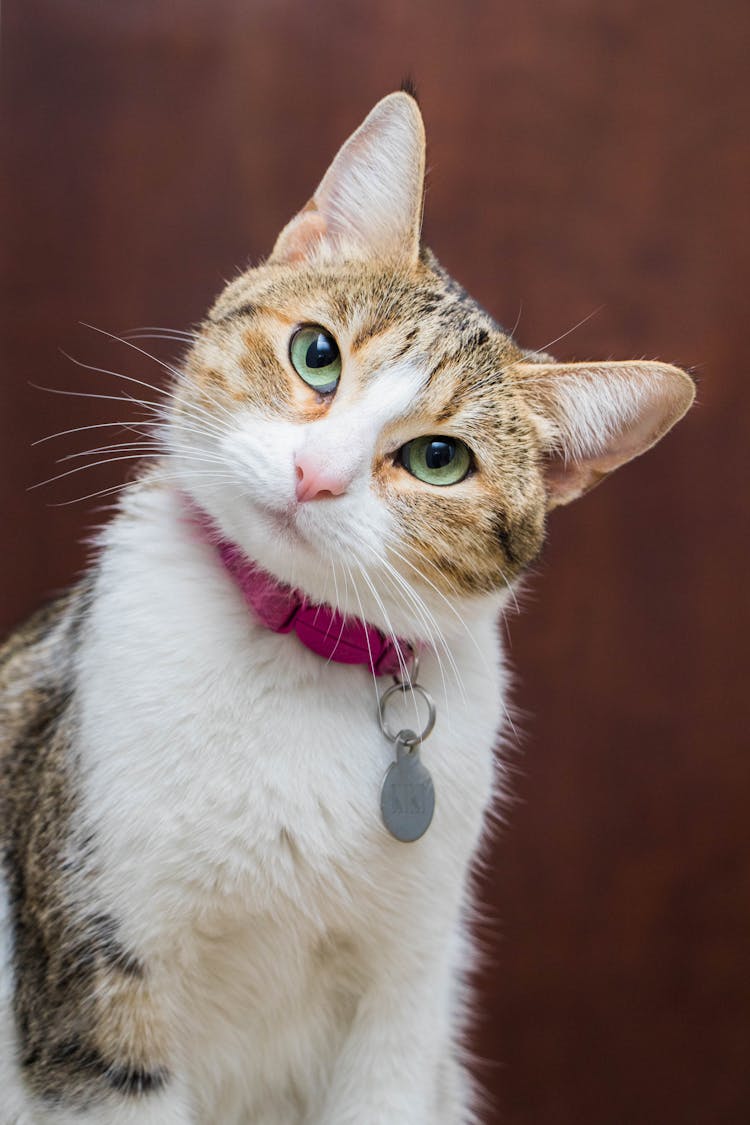 A Cat Wearing A Collar 