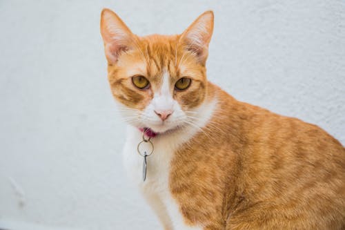 Close-Up Shot of a Cat 