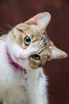Close-up of a cute cat with green eyes and a pink collar, tilting its head.