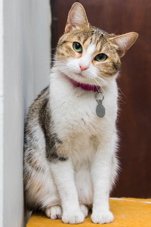 A Cat Wearing a Collar 