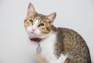 Brown and White Tabby Cat With Pink Collar