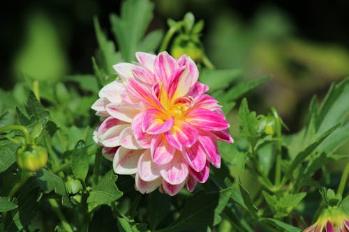Close-Up Shot of a Dahlia in Bloom 