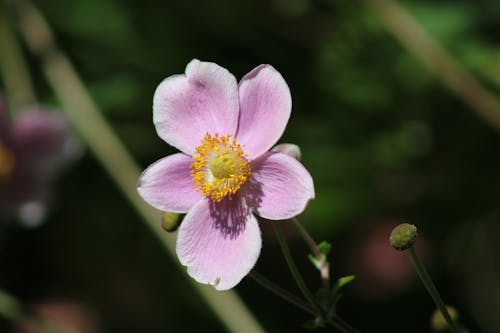Fotobanka s bezplatnými fotkami na tému flóra, japonský náprstok, kvet