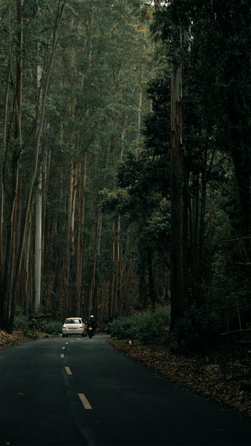 Ingyenes stockfotó aszfalt, erdő, fák témában