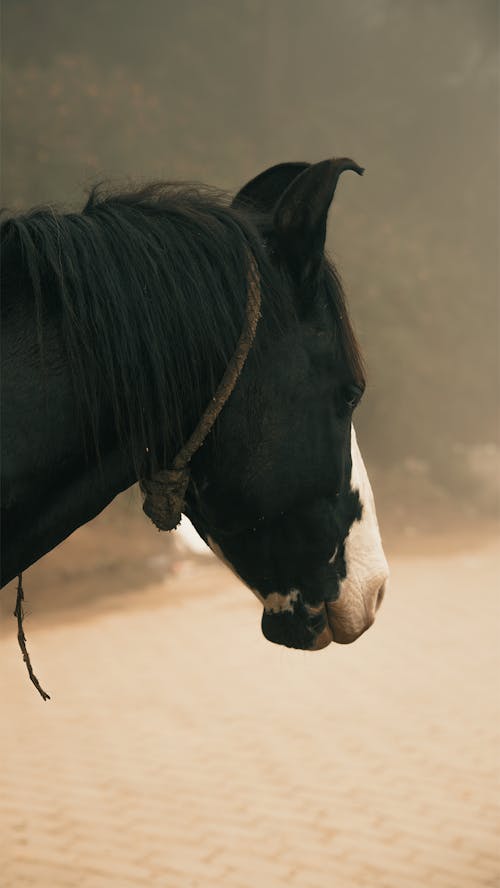 Foto d'estoc gratuïta de animal de granja, bestiar, cavall