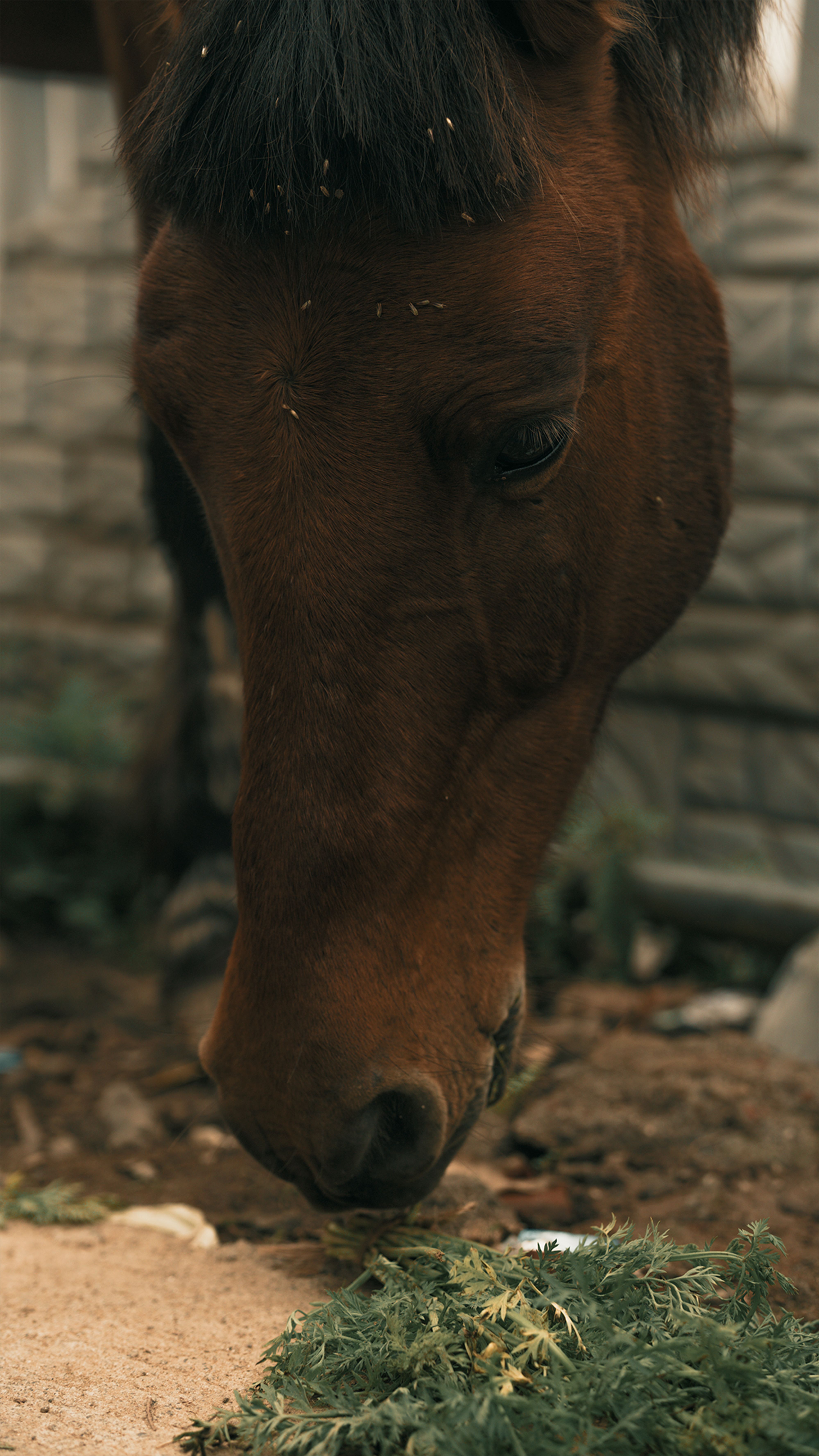 Brown horse close-up with a focus on it eating green grass outdoors.