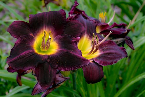 Lilies in Bloom