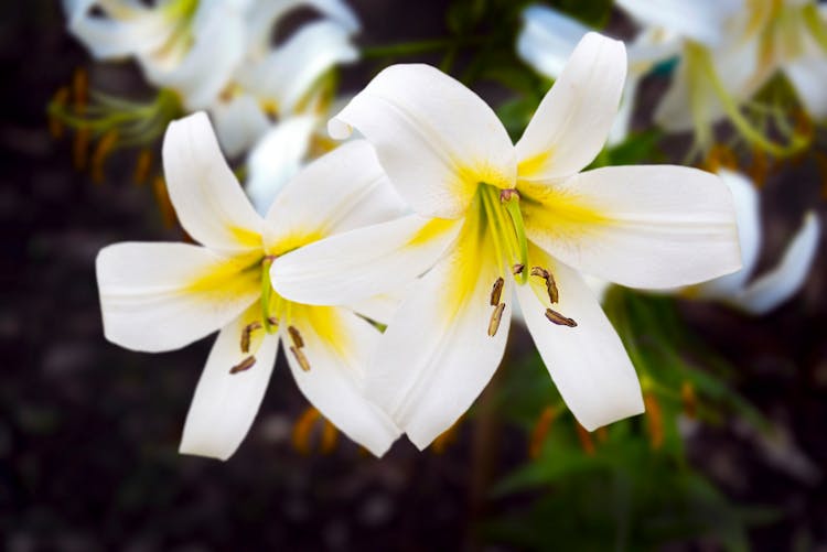 White And Yellow Royal Lily Flowers In Close-Up Photography 