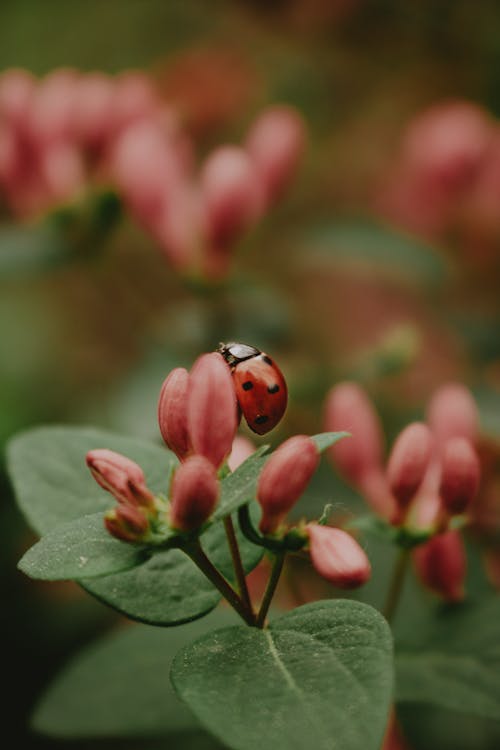 Ladybug Perched on Flower in Close Up Photography