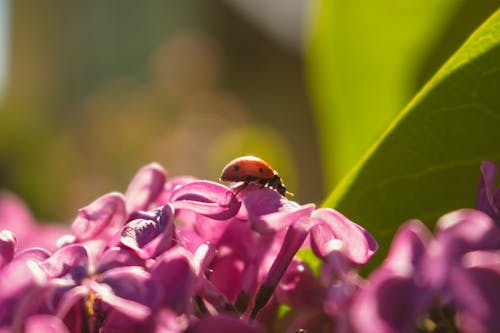 Photos gratuites de coccinelle, lilas