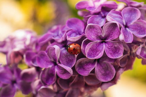 Photos gratuites de coccinelle, lilas