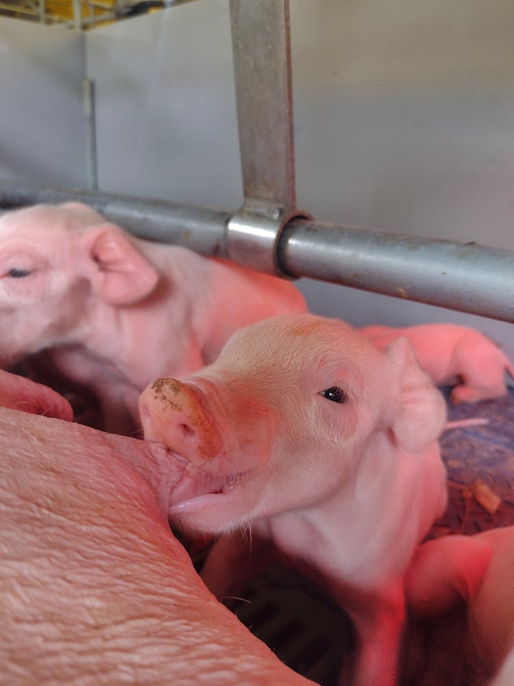 A Close-Up Shot Of Piglets Feeding