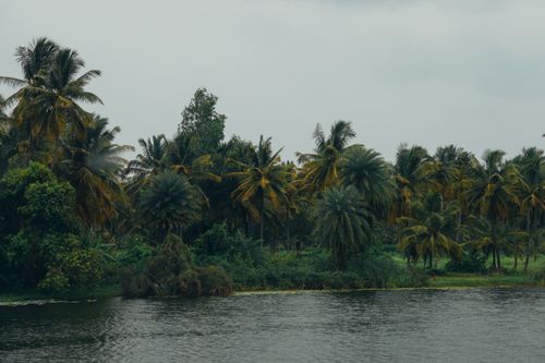 Free Serene tropical river scene with lush palm trees under a cloudy sky. Stock Photo