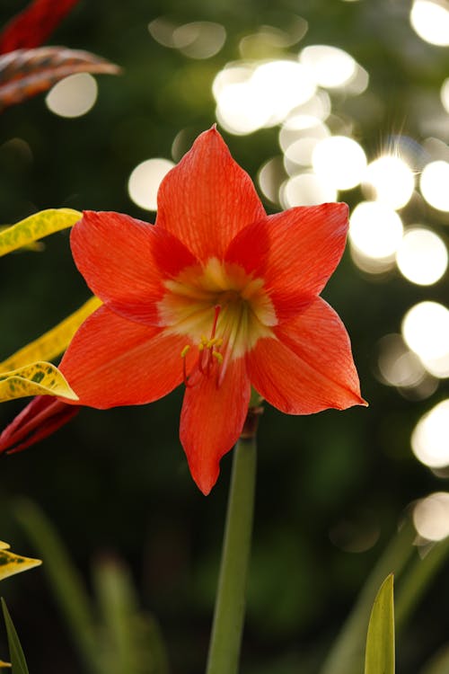 Gratis stockfoto met amaryllis, bloeien, bloem fotografie