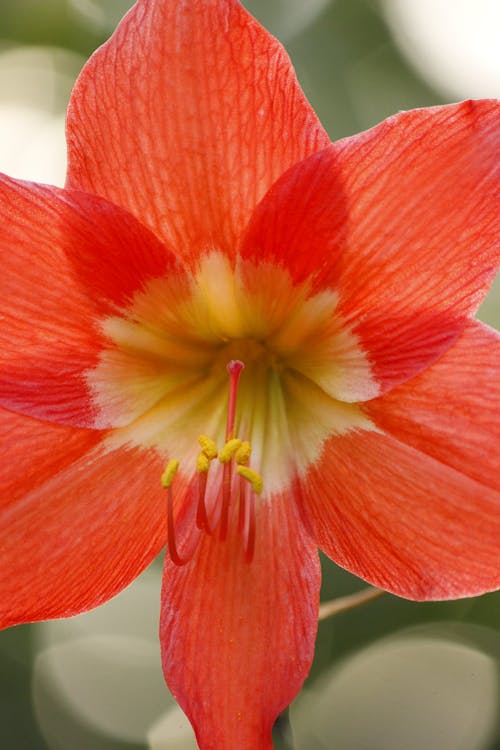 Foto profissional grátis de broto, fechar-se, flor