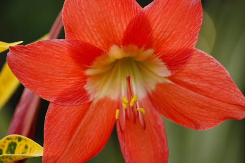 Close-Up Shot of a Flower 