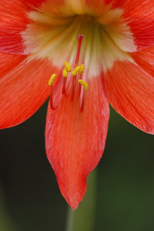 Gratis stockfoto met amaryllis, bloeien, bloem fotografie