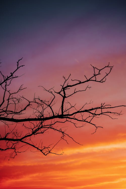 Silhouette of a Leafless Tree under a Dramatic Sky