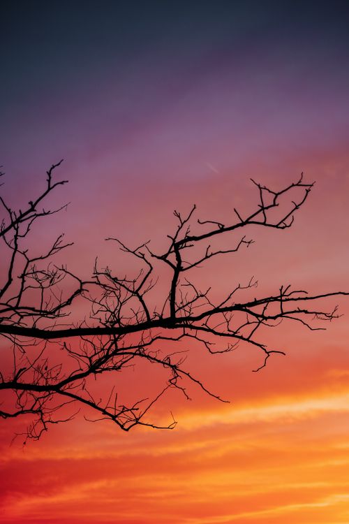 Free A dramatic silhouette of tree branches against a vivid sunset sky, capturing nature's beauty. Stock Photo
