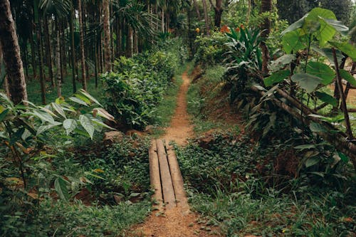 Immagine gratuita di esterno, foresta, giardino