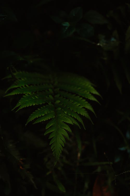 Foto stok gratis Daun-daun, fotografi tanaman, gelap