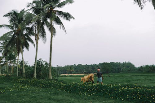 A Farmer and a Cow Walking on Grass Field