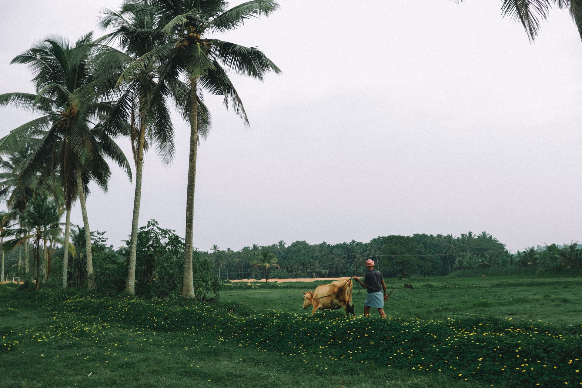 A serene rural scene of a farmer walking a cow through a lush tropical landscape with coconut trees