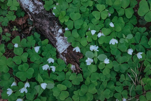 Top view of green clover with white flowers beside decaying wood, creating a lush natural scene.