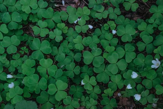 Top view of vibrant clover with white flowers showcasing nature's lush greenery.