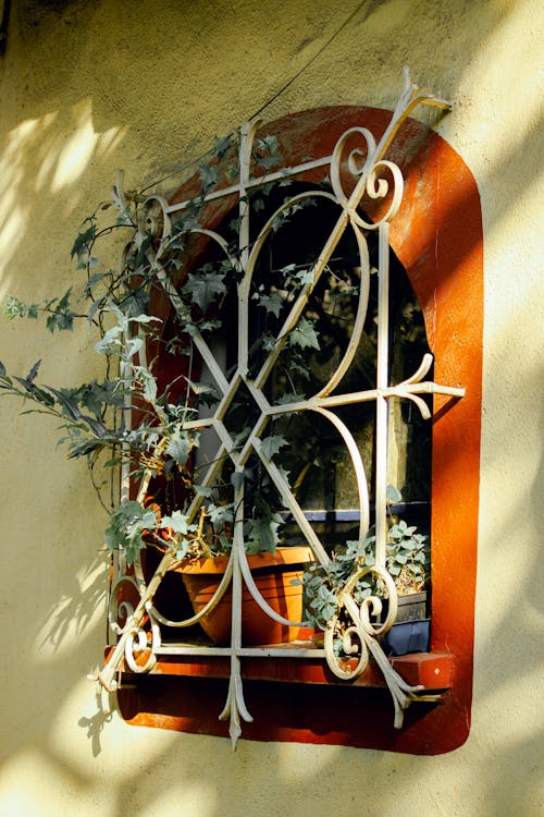 Potted Plants on the Glass Window