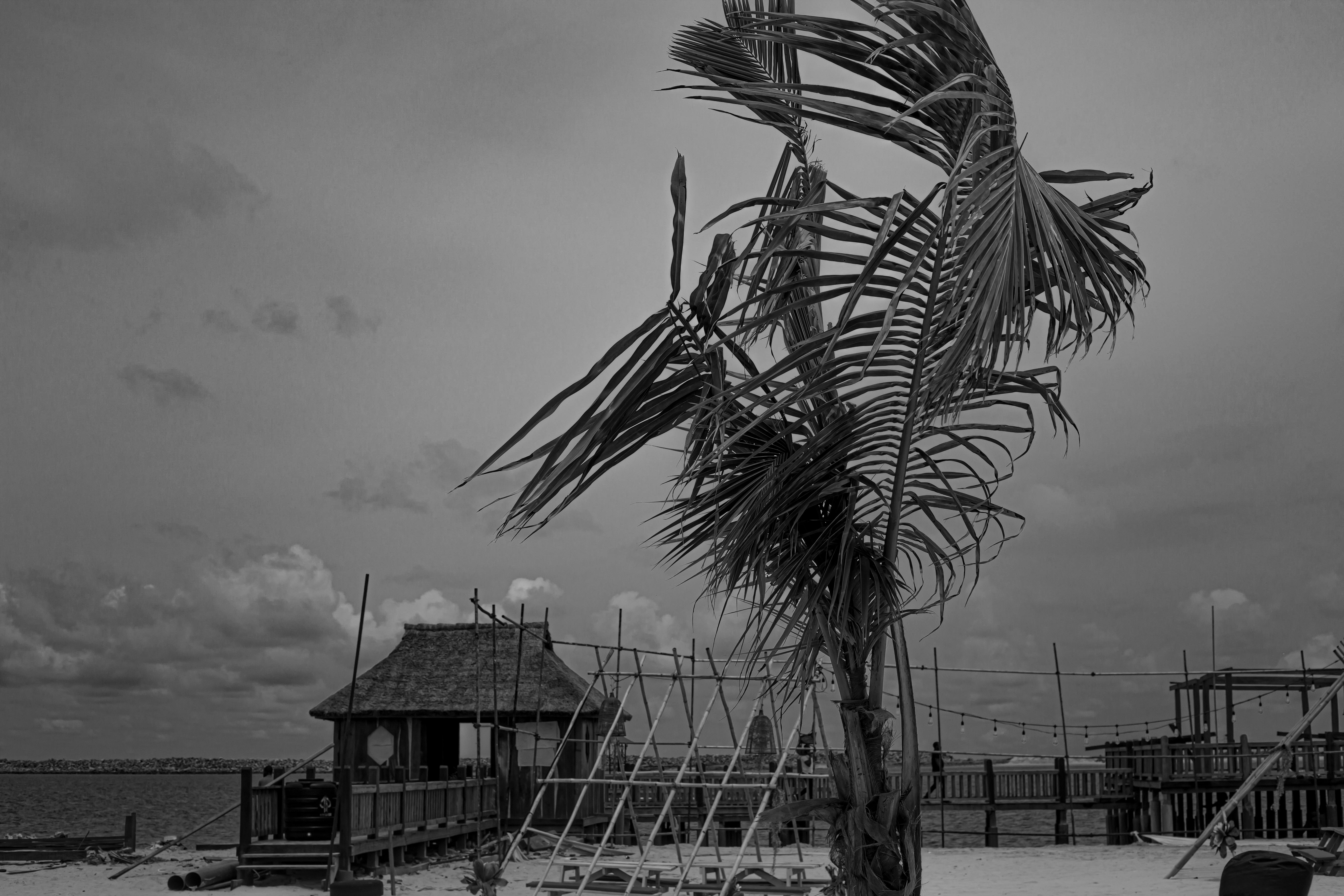 Grayscale Photo of Palm Tree Near House · Free Stock Photo