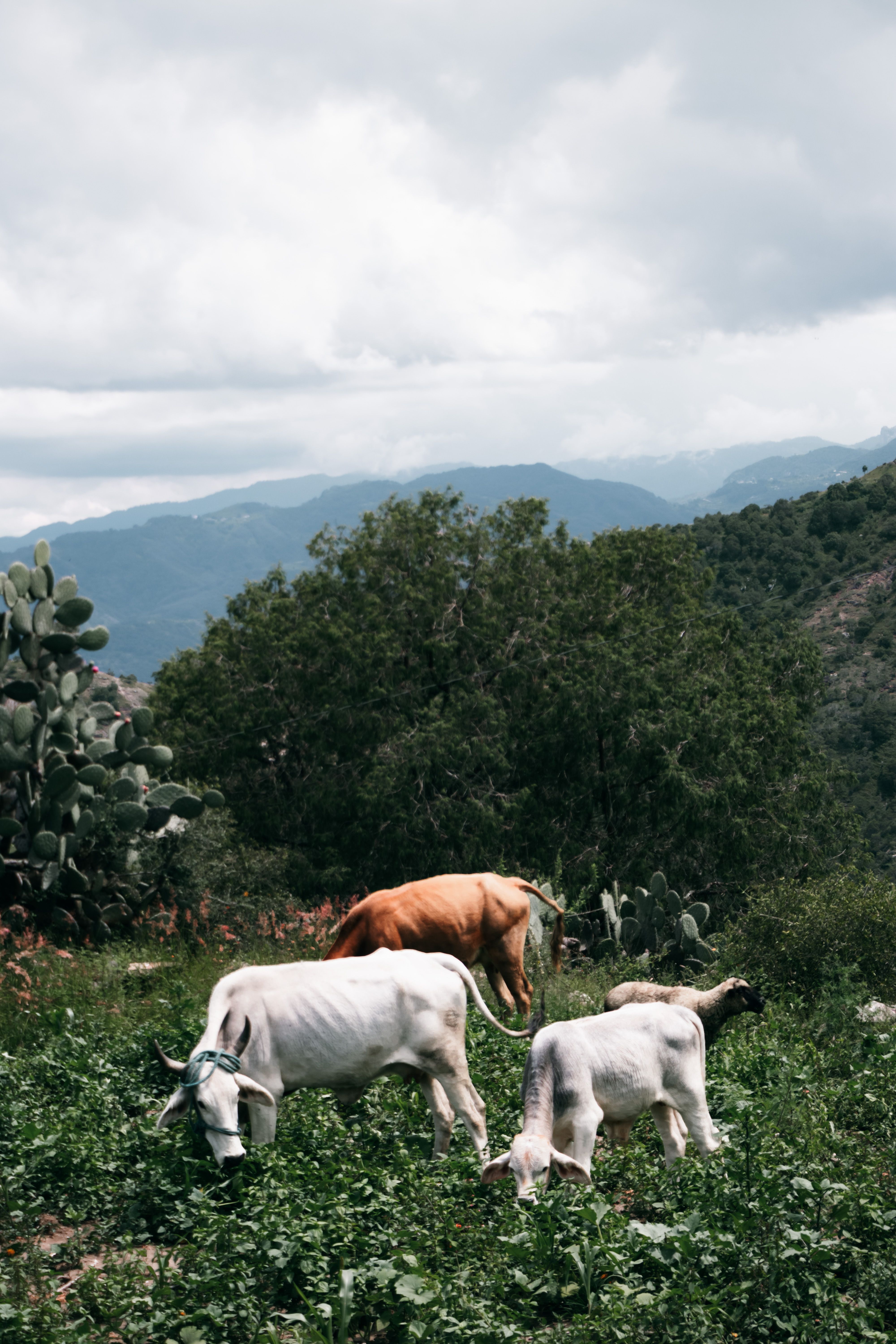 Bukit Merese