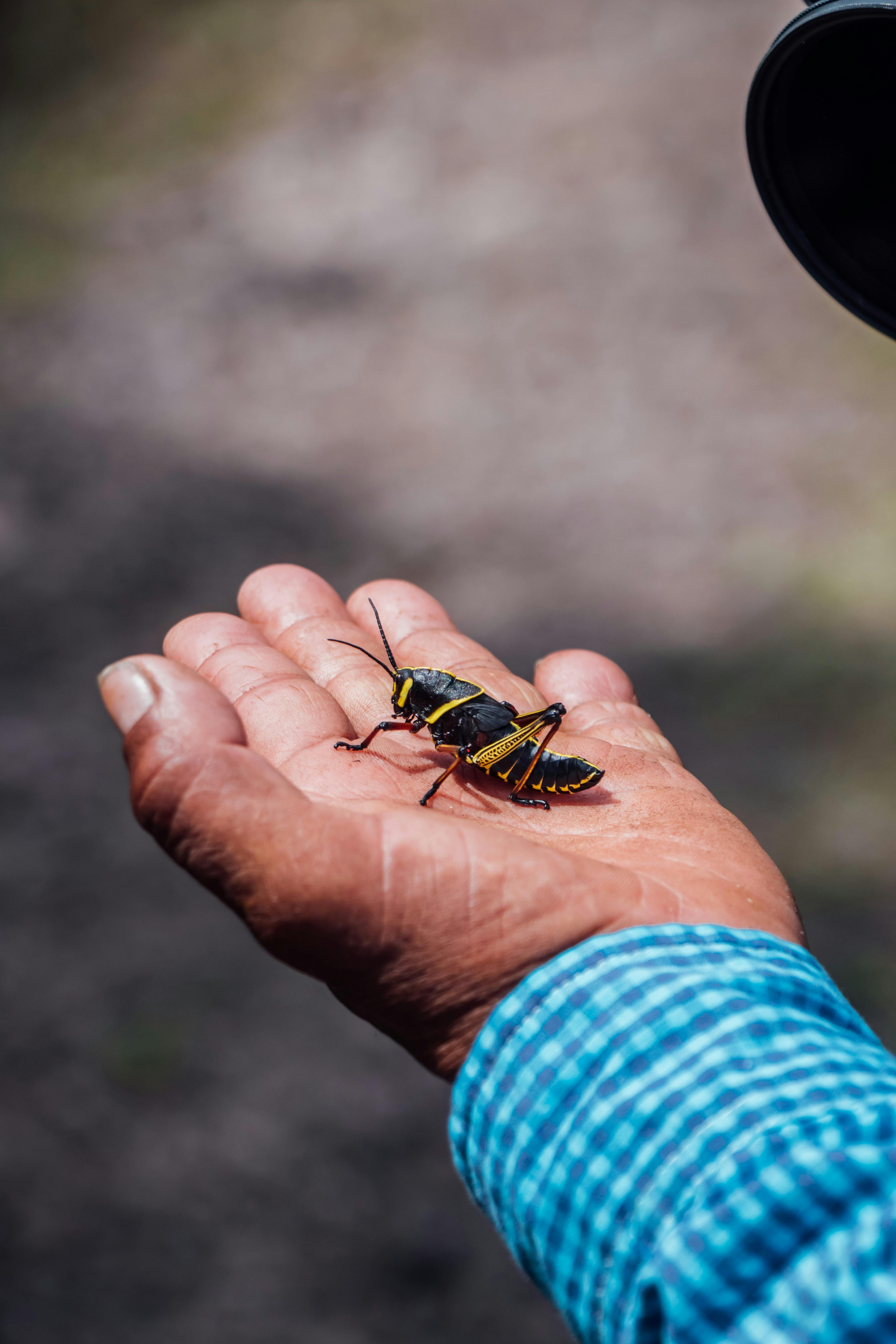 Insect On Hand Photos, Download The BEST Free Insect On Hand Stock ...