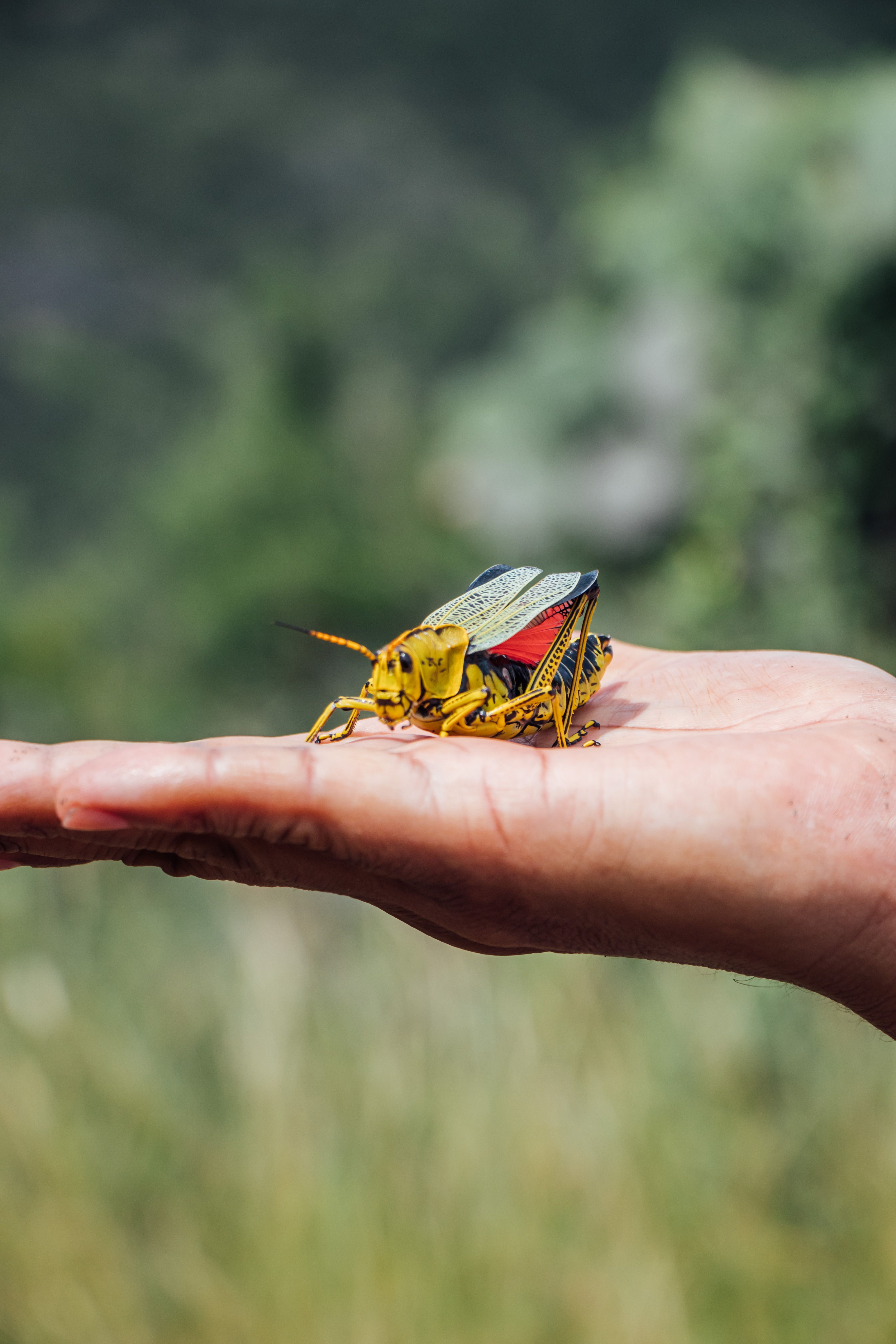 Yellow Insect on Person's Hand · Free Stock Photo