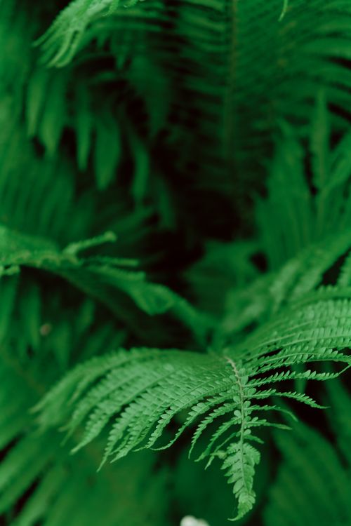 Free Close-up of fresh green fern leaves in focus, conveying natural beauty and elegance. Stock Photo