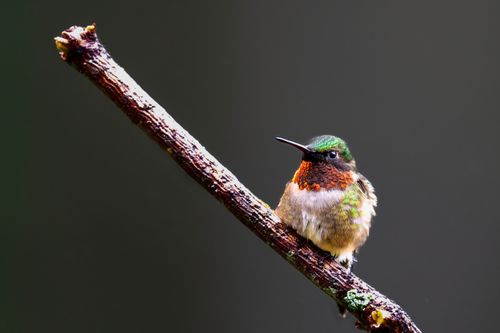 Free Green and Brown Bird on Brown Tree Branch Stock Photo