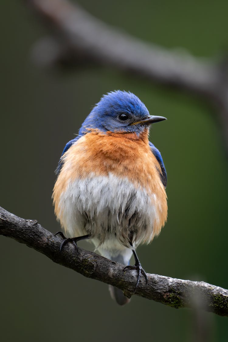 Eastern Bluebird Sitting On Branch