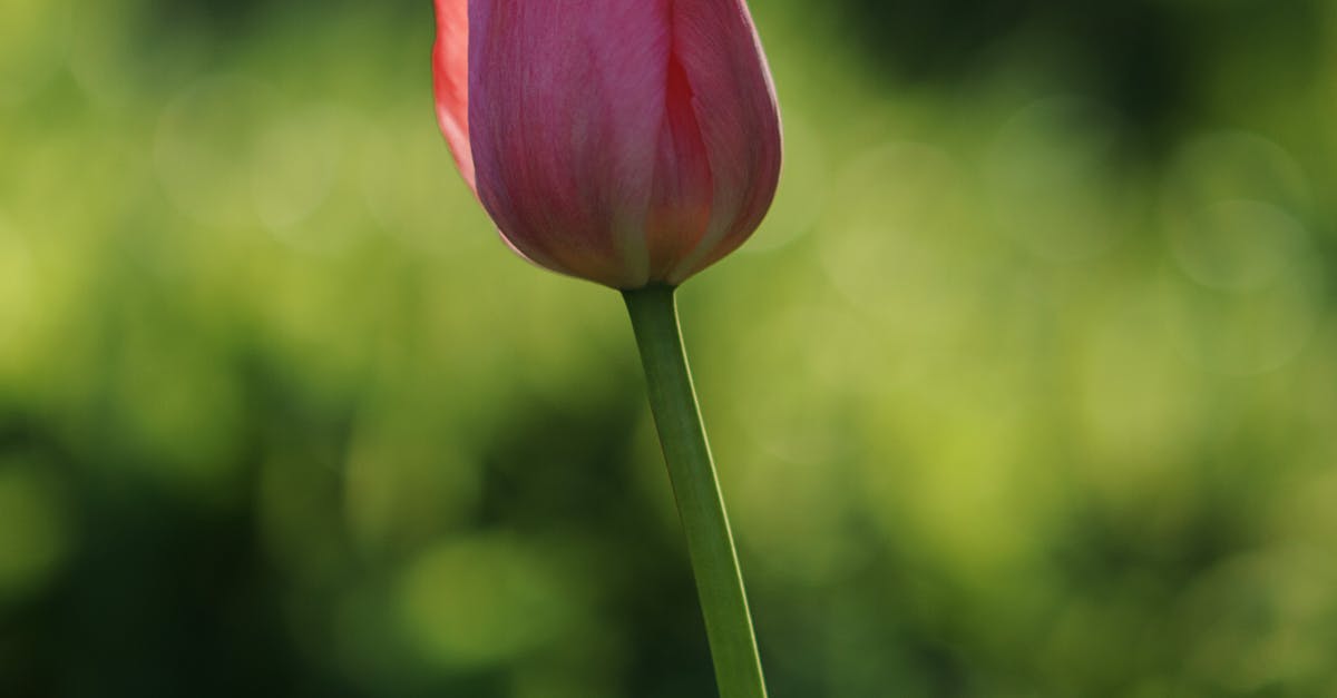 How to draw a tulip easy