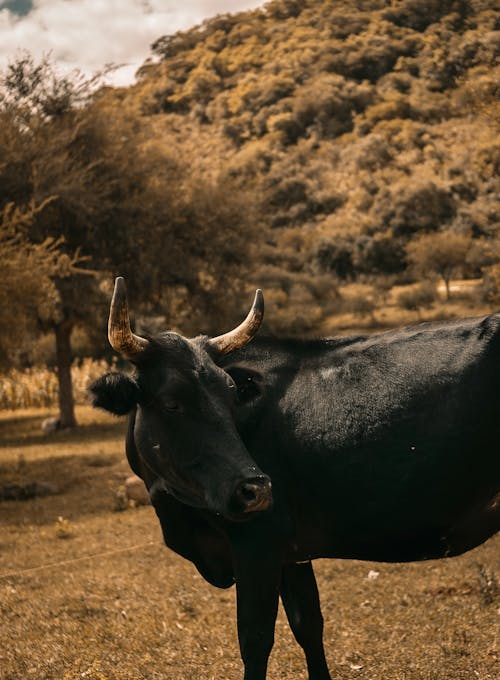 Free Black Cow on Brown Grass Field Stock Photo