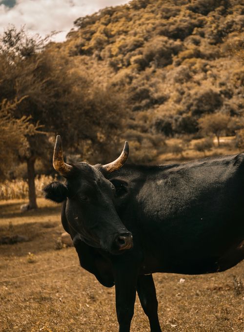 Free A black bull with prominent horns standing in a sunlit grassy field surrounded by trees and hills. Stock Photo