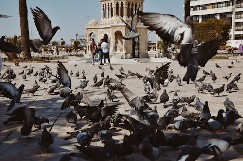 Free Flock of Pigeons Flying over the City Stock Photo