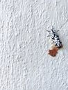 A Black and White Insect Laying Eggs on a Concrete Surface