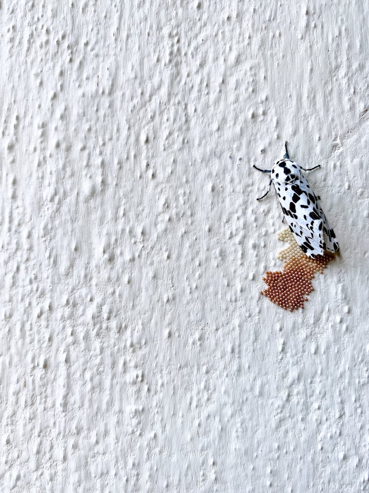 A Black And White Insect Laying Eggs On A Concrete Surface