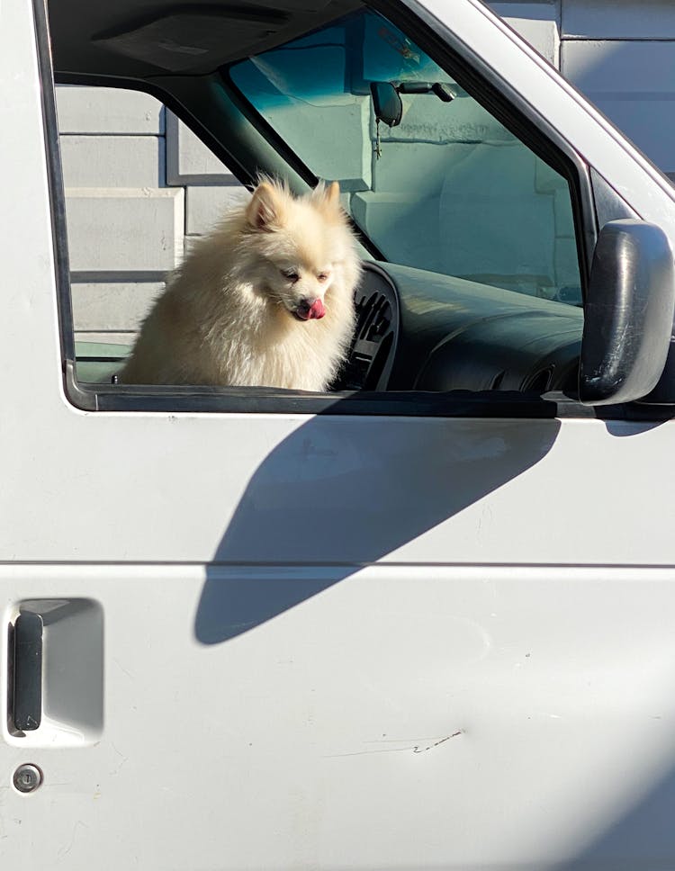 White Pomeranian Puppy Inside A White Vehicle