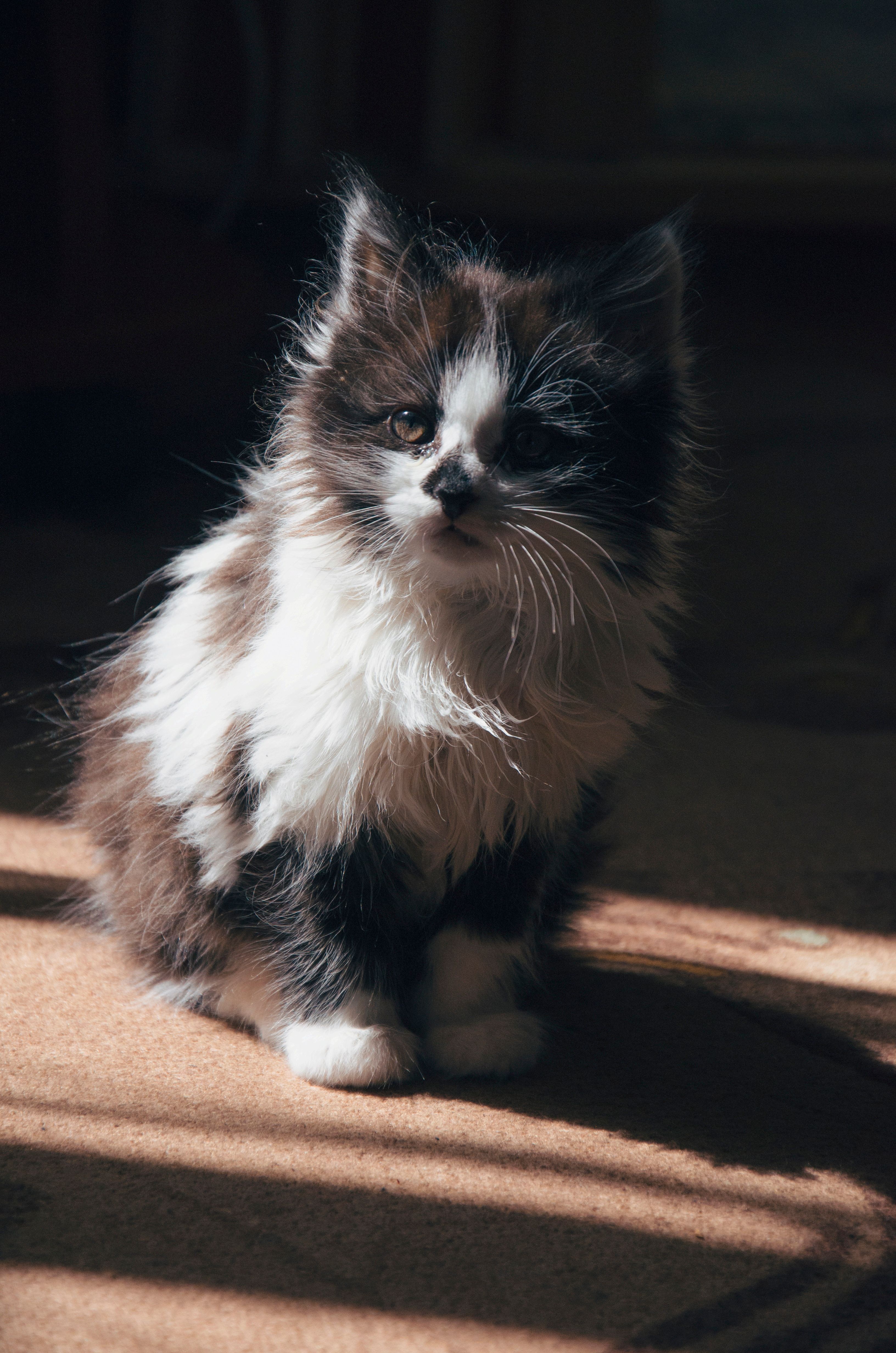 A Cute Black and White Kitten Sitting on the Floor · Free Stock Photo