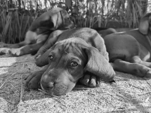 Free Grayscale Photography of Short Coated Dog Lying on Ground Stock Photo