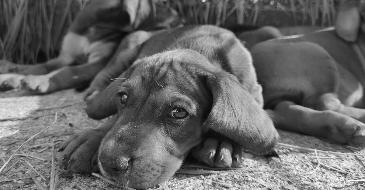 How to punish a puppy correctly