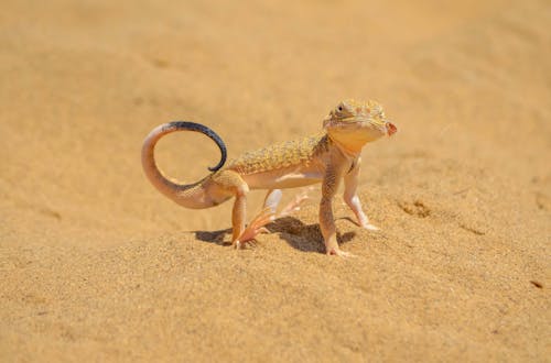 A Toad-Headed Agama on Sand