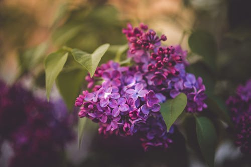Common Lilac Flowers with Green Leaves 